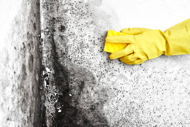 Best Emergency Mold Removal  in Bloomington, IL