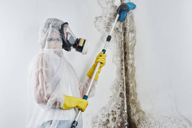 Best Black Mold Removal  in Bloomington, IL
