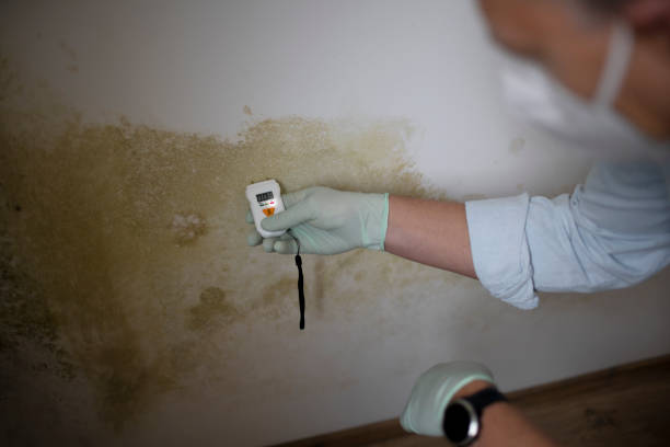 Professional Mold Removal in Bloomington, IL