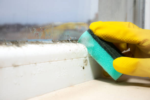 Best Crawl Space Mold Removal  in Bloomington, IL