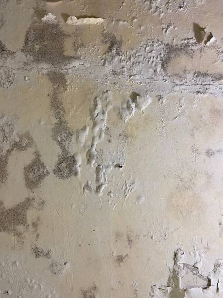 Best Commercial Mold Removal  in Bloomington, IL