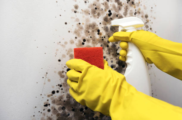 Best Mold Removal Company Near Me  in Bloomington, IL