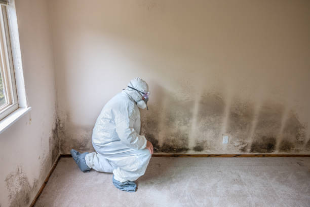 Best Home Mold Removal  in Bloomington, IL