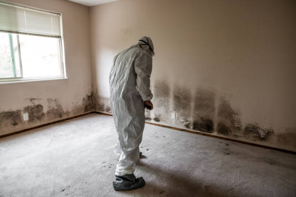 Mold Removal Process in Bloomington, IL