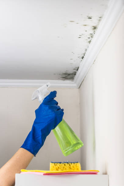 Best Local Mold Removal Service  in Bloomington, IL
